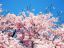 春の花見は、秋の収穫の予祝。起業後の結果も起業前の予祝で変わる。