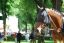 競走馬を会社の事業として飼うことは可能か?サブちゃんみたいな馬主となる手順
