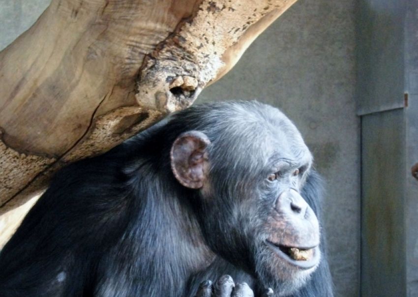 笑顔は最高の武器となることをチンパンジーは知っている セミナー情報ドットコム
